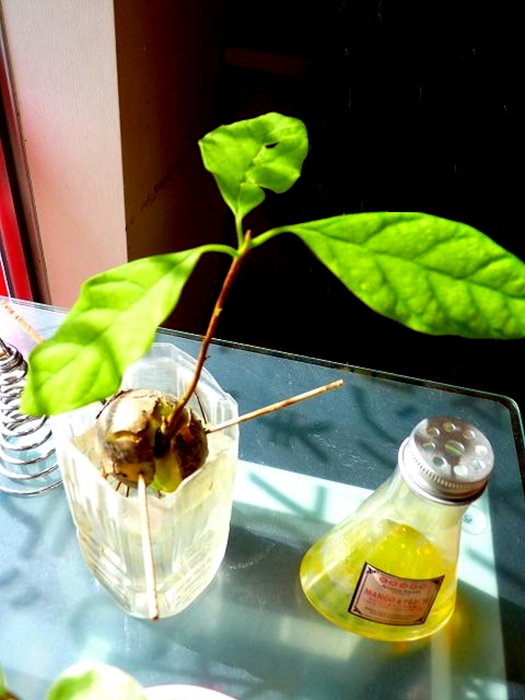 飲んだら捨てないで 空のペットボトルの賢い使い方13選