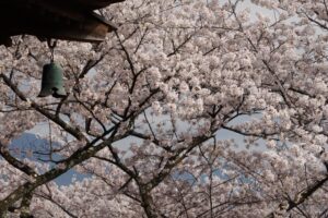 三井寺（園城寺）の観月舞台（かんげつぶたい）の予約方法