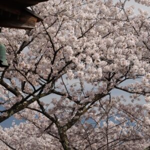 三井寺（園城寺）の観月舞台（かんげつぶたい）の予約方法